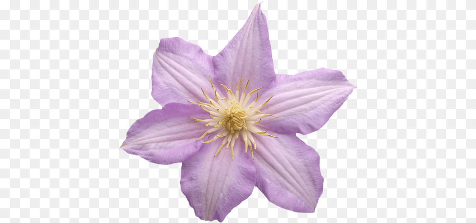 Photo V Purple Mist, Flower, Plant, Petal Png