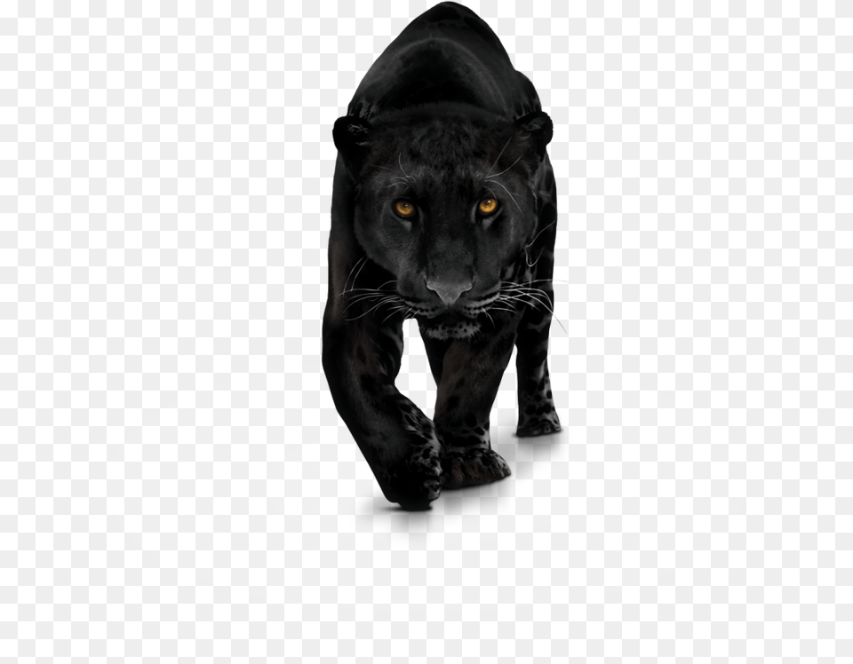 Photo X Panther Transparent Animal Black Panther, Mammal, Wildlife, Tiger Free Png Download