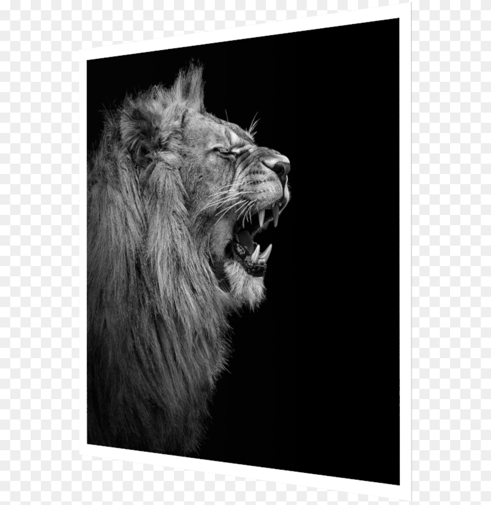 Photo Young Lion I Alpha Edition Gmbh Wild Amp Schn 2018 Kalender, Animal, Mammal, Wildlife Free Png Download