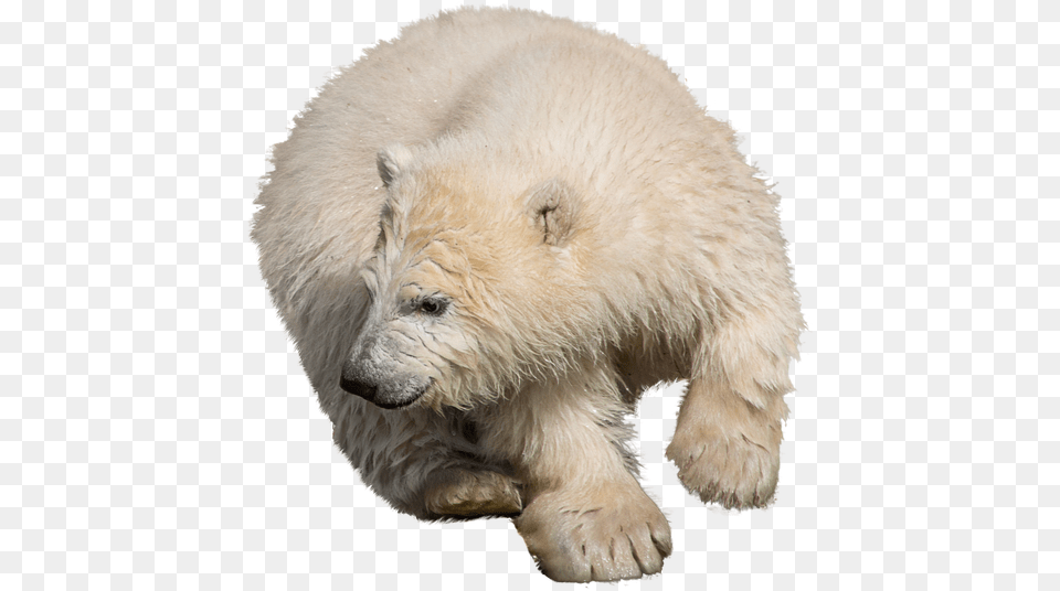 Photo Zoo Isolated Polar Bear Predator Wild Animal Polar Bear, Mammal, Wildlife, Polar Bear Png Image