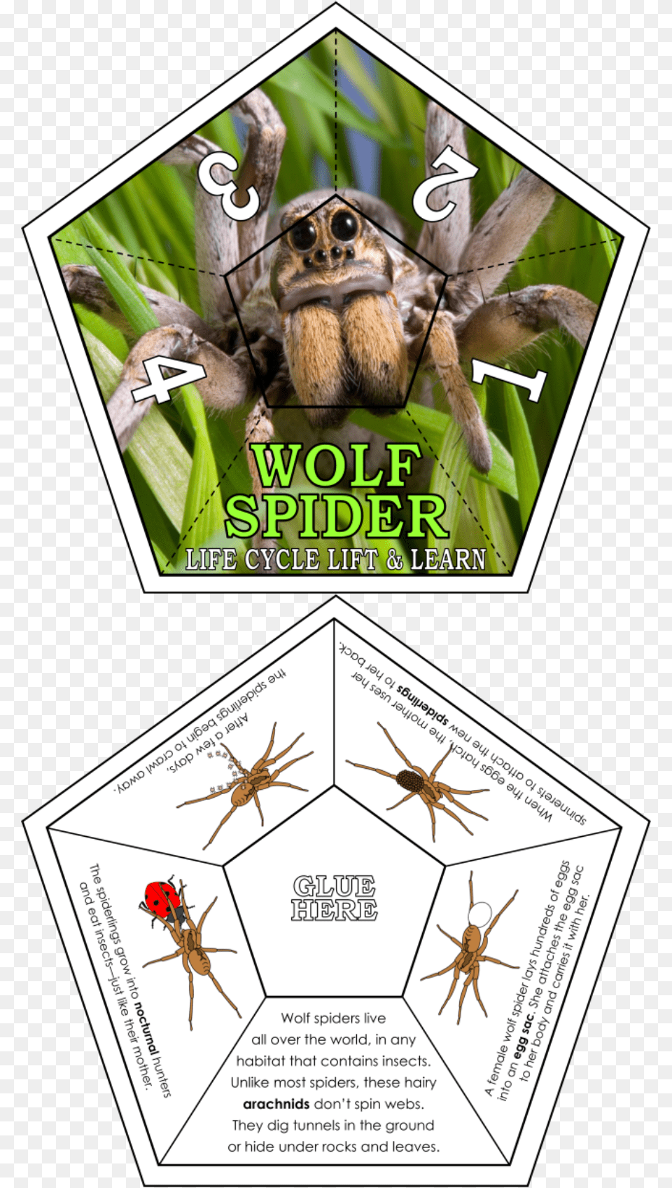 Photogenic Spiders, Animal, Invertebrate, Spider, Insect Free Png Download