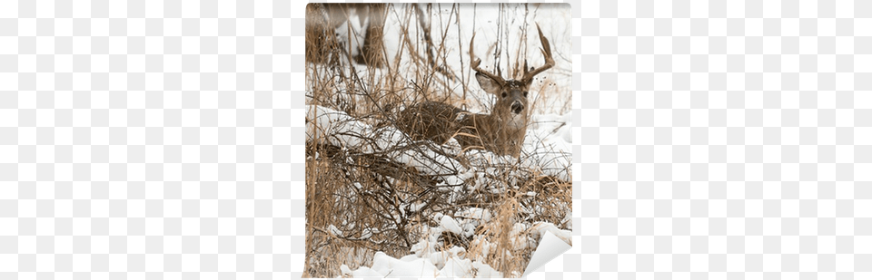 Photograph, Animal, Deer, Mammal, Wildlife Png