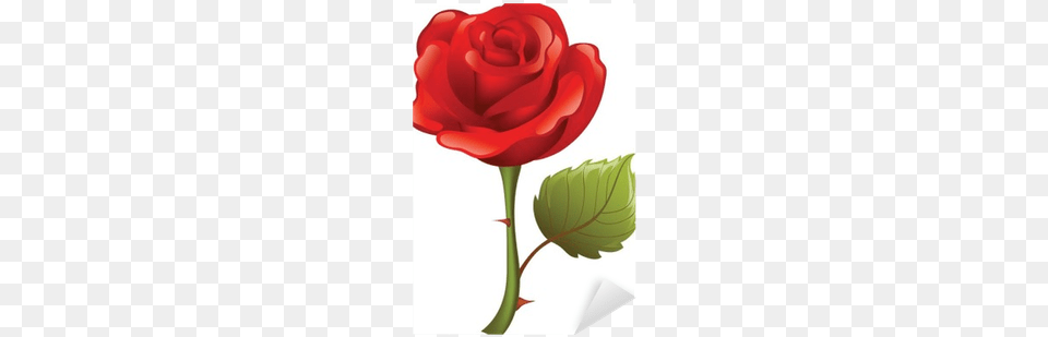 Photograph, Flower, Plant, Rose Free Transparent Png