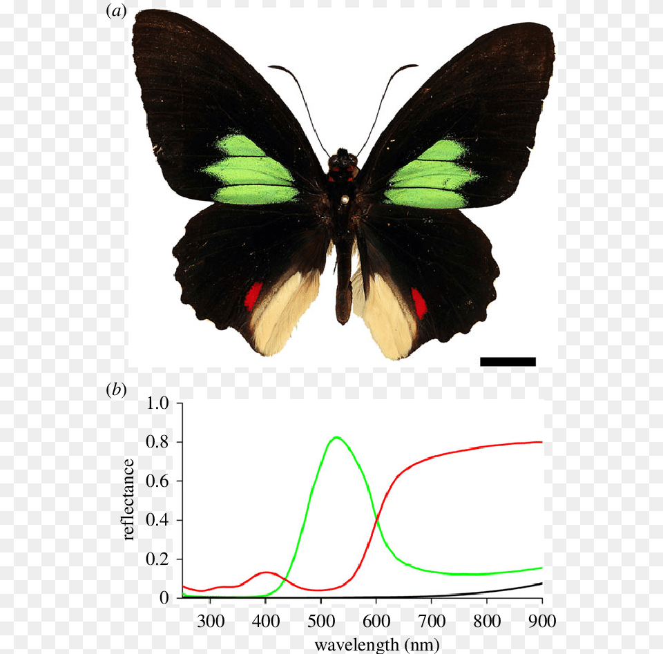 Photograph Showing The Upper Side Of The Butterfly Swallowtail Butterfly, Animal, Insect, Invertebrate Png Image