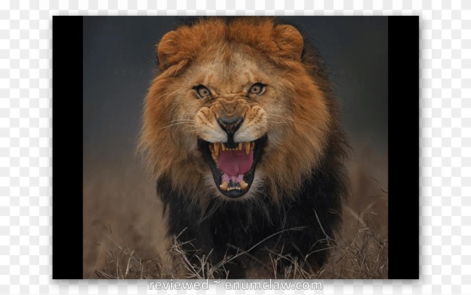 Photographer Almost Killed My Lion, Animal, Mammal, Wildlife Png