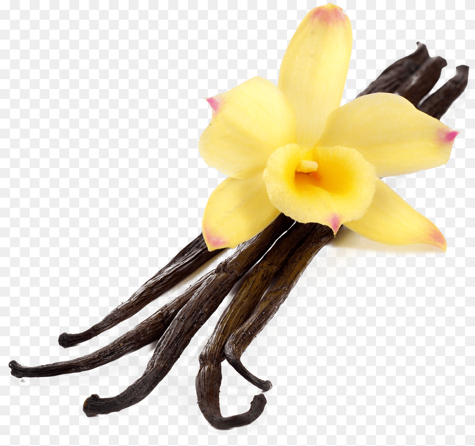 Photographs Concentrate Vanilla, Flower, Plant, Daffodil Png