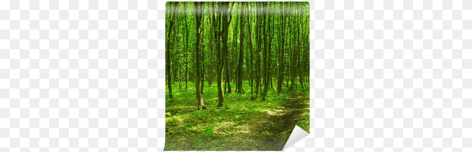 Photography, Woodland, Scenery, Plant, Vegetation Png Image