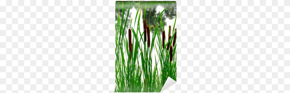 Photography, Grass, Plant, Reed, Vegetation Free Transparent Png