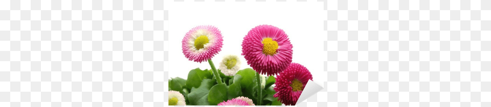 Photography, Dahlia, Daisy, Flower, Petal Png