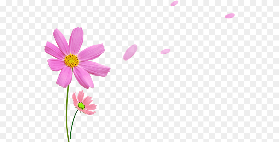 Photography, Daisy, Flower, Petal, Plant Free Png Download