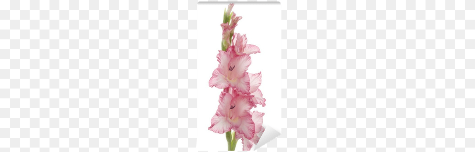 Photography, Flower, Gladiolus, Plant, Cake Free Png Download