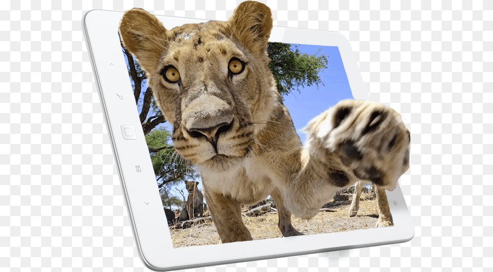 Photography, Animal, Lion, Mammal, Wildlife Free Png Download