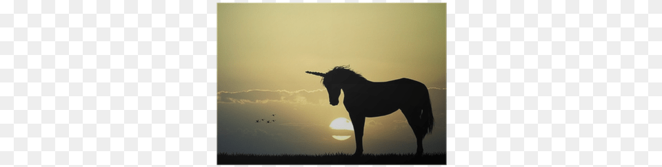 Photography, Silhouette, Animal, Horse, Mammal Png