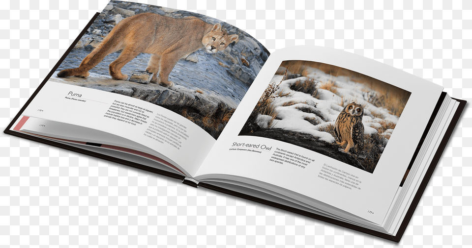Photography Book Inside Fonts, Wildlife, Publication, Mammal, Lion Free Png Download