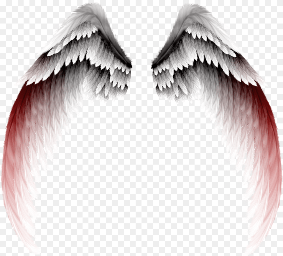 Photography Clipart Eyelash White And Red Angel Wings, Animal, Bird, Accessories Free Transparent Png