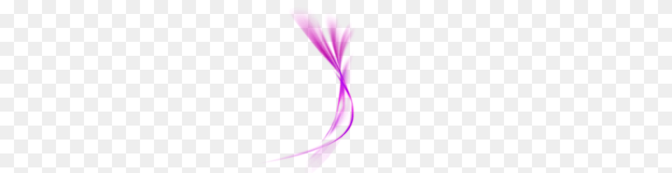 Photography Transparent Only, Flower, Petal, Plant, Purple Free Png Download