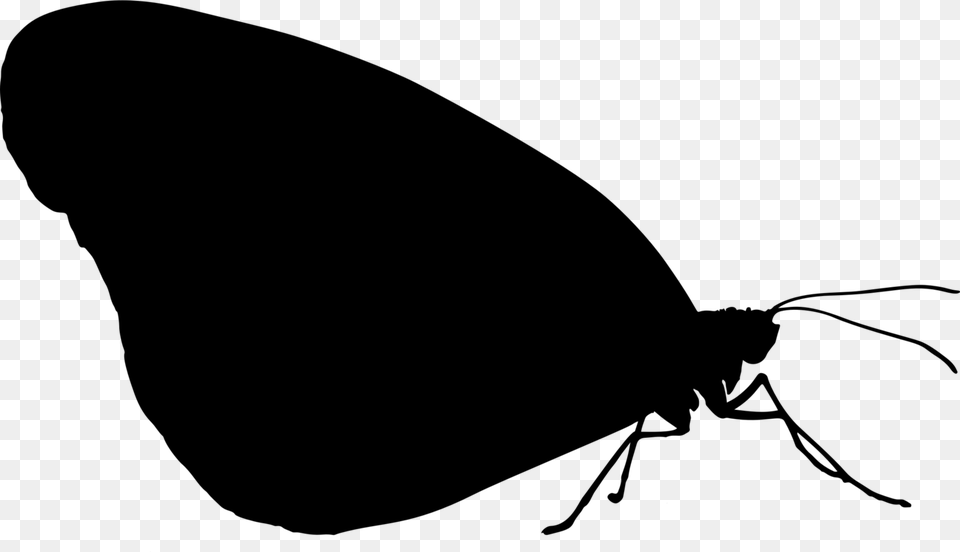 Photography Transparent Insect Silhouette, Gray Png