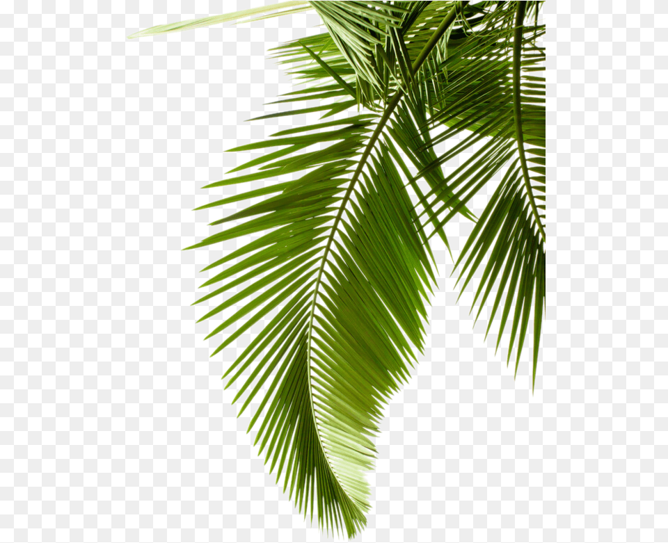 Photography Tree Arecaceae Palm Leaves Coconut Leaf, Palm Tree, Summer, Plant, Rainforest Free Png Download