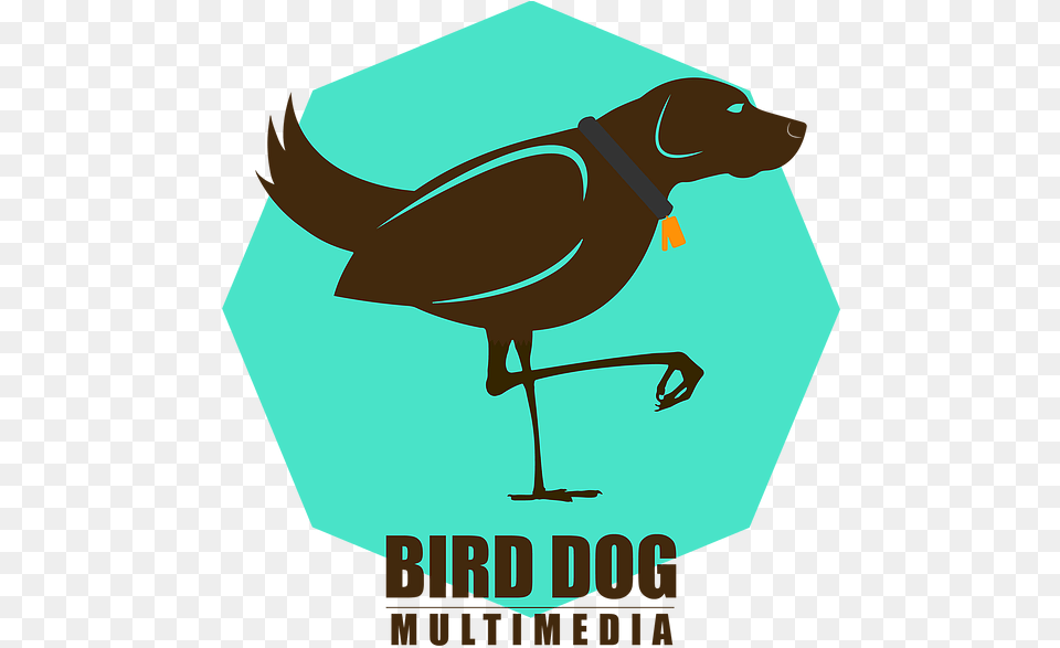 Photography Videography Bird Dog Multimedia Illustration, Symbol, Animal, Kangaroo, Mammal Free Transparent Png