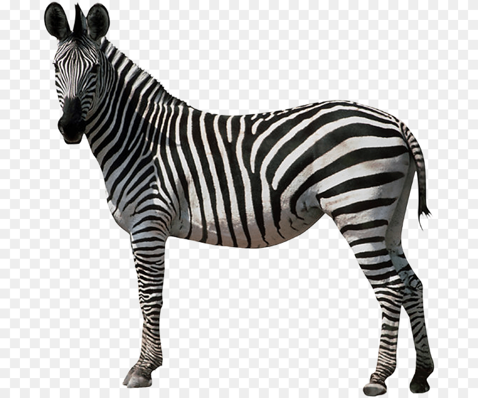 Photoobject Endangered Animals No Background, Animal, Mammal, Wildlife, Zebra Png