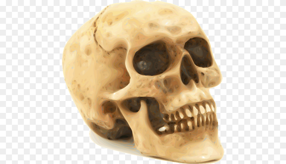 Photorealistic Skull, Head, Person Png Image