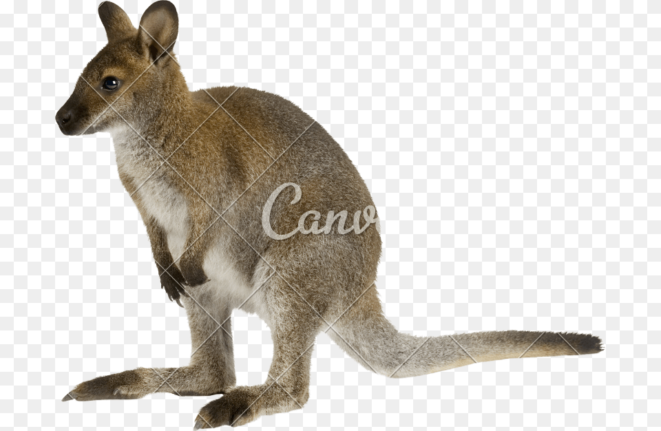 Photos By Canva Name, Animal, Kangaroo, Mammal Png