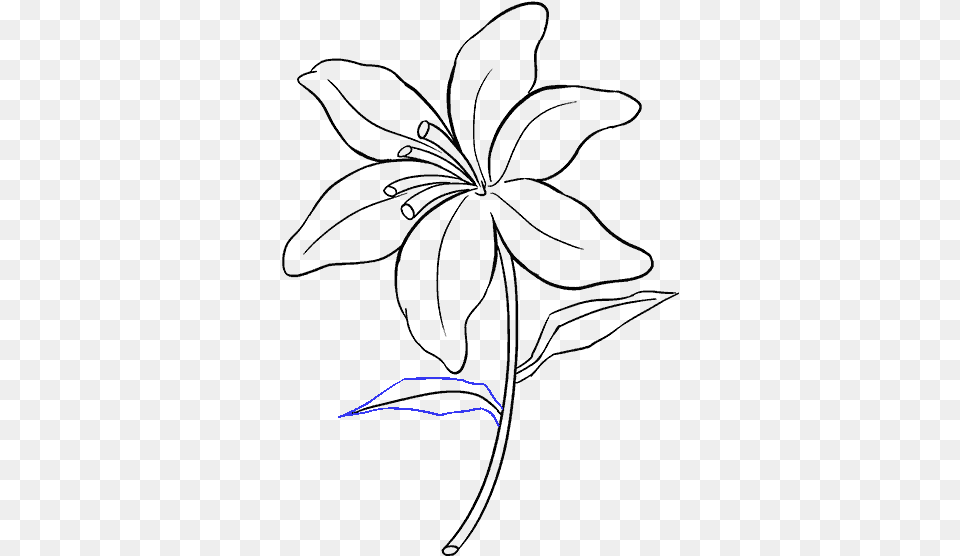 Photos Drawing Of A Lily Drawing Free Transparent Png