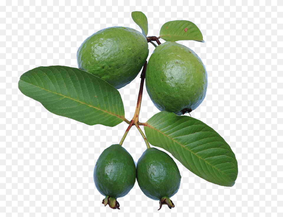 Photos Guava Search Guava Tree, Citrus Fruit, Food, Fruit, Lime Free Png Download