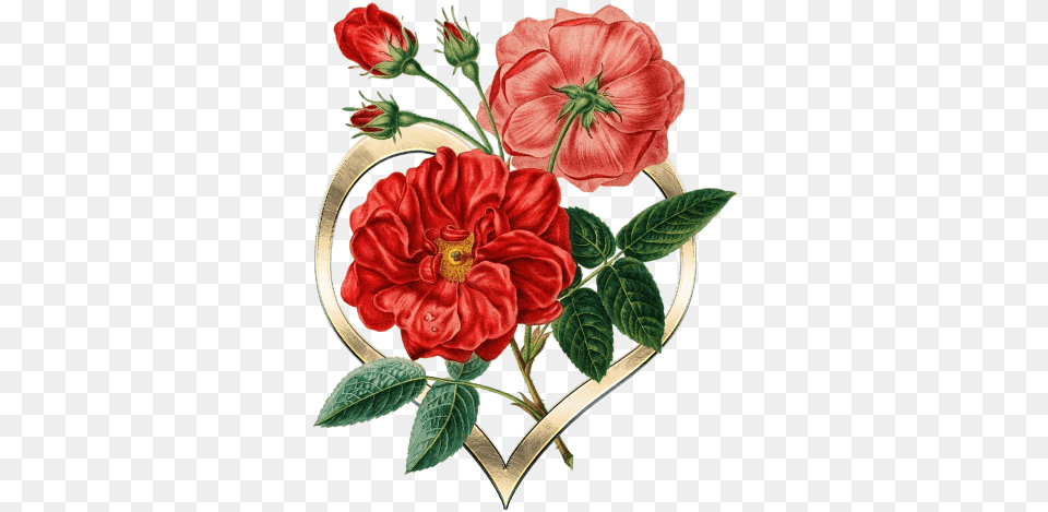Photos Heart Search Download Needpixcom Vintage Red Botanical Pattern, Dahlia, Flower, Plant, Rose Png