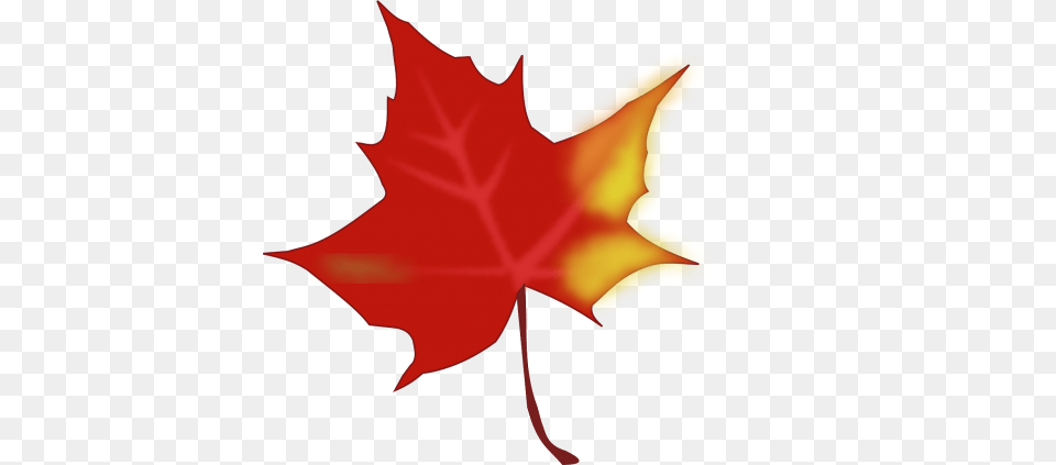 Photos Maple Leaf Search, Maple Leaf, Plant, Tree, Person Png