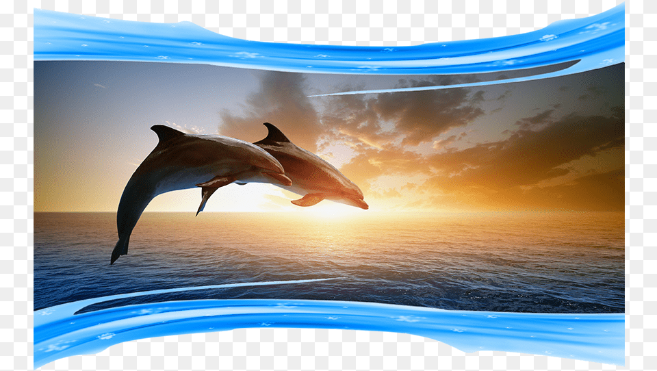 Photos Of Dolphins Jumping Bottlenose Dolphins In A Sunset, Animal, Dolphin, Mammal, Sea Life Free Transparent Png