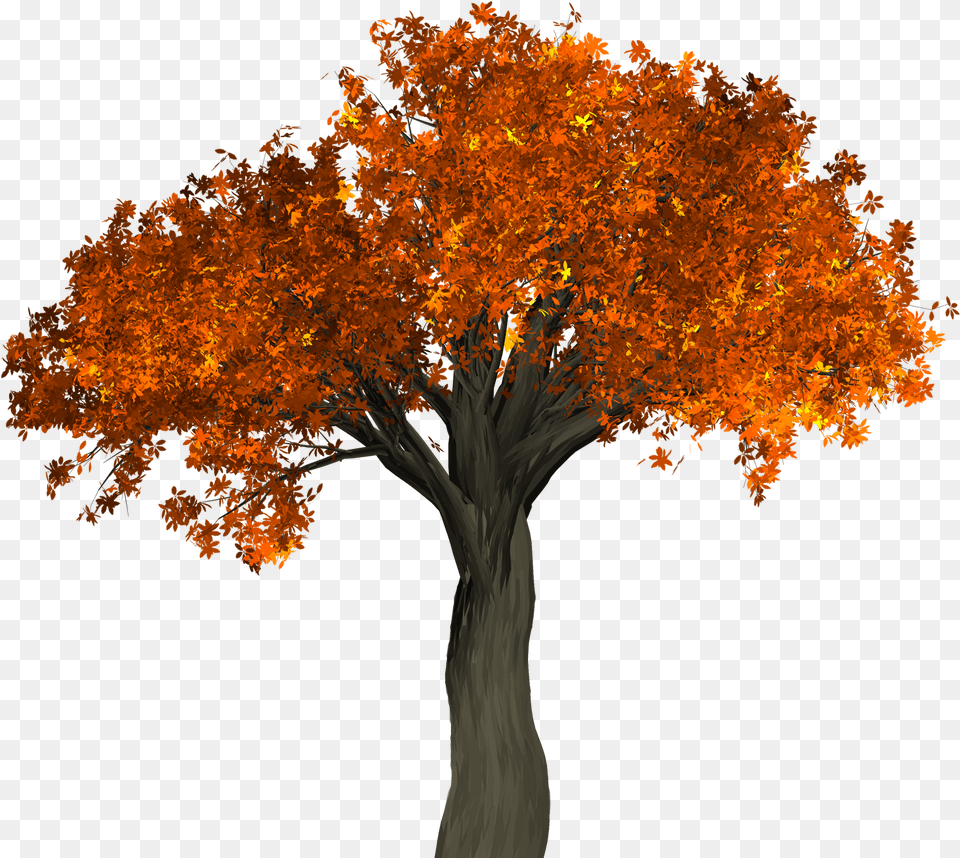 Photos Of Tree, Maple, Plant, Leaf, Tree Trunk Free Transparent Png