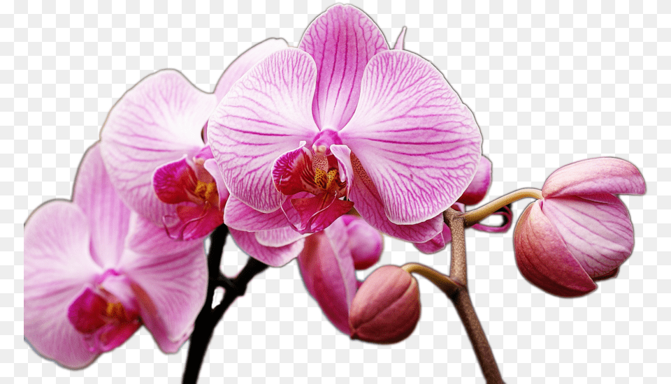 Photos Orchids E, Flower, Orchid, Plant, Geranium Free Png