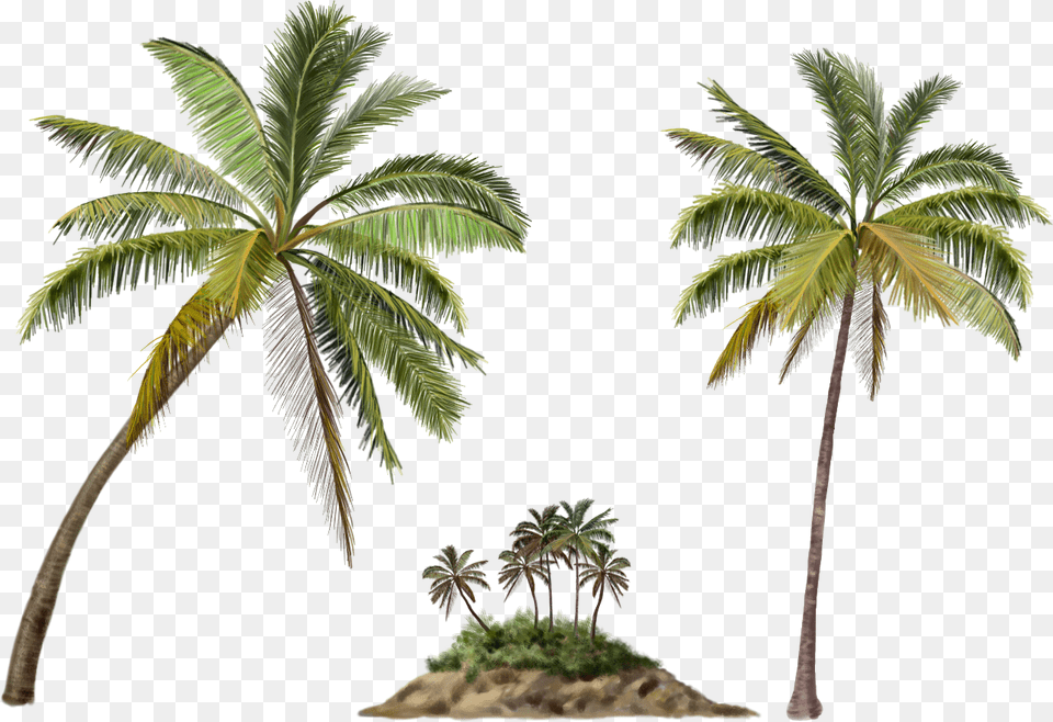 Photos Palma Coconut Tree, Plant, Leaf, Summer, Palm Tree Free Png Download