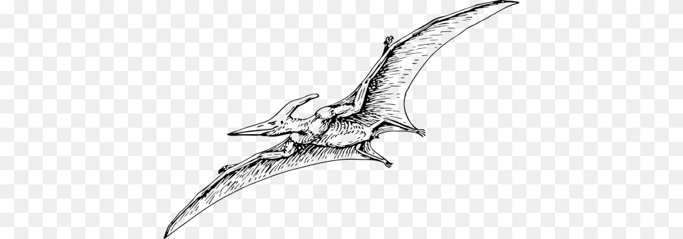 Photos Pterodactyl Search, Gray Png