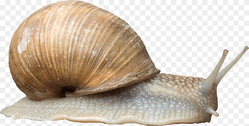 Photos Stephanie Horn Snail, Animal, Insect, Invertebrate, Sea Life Png