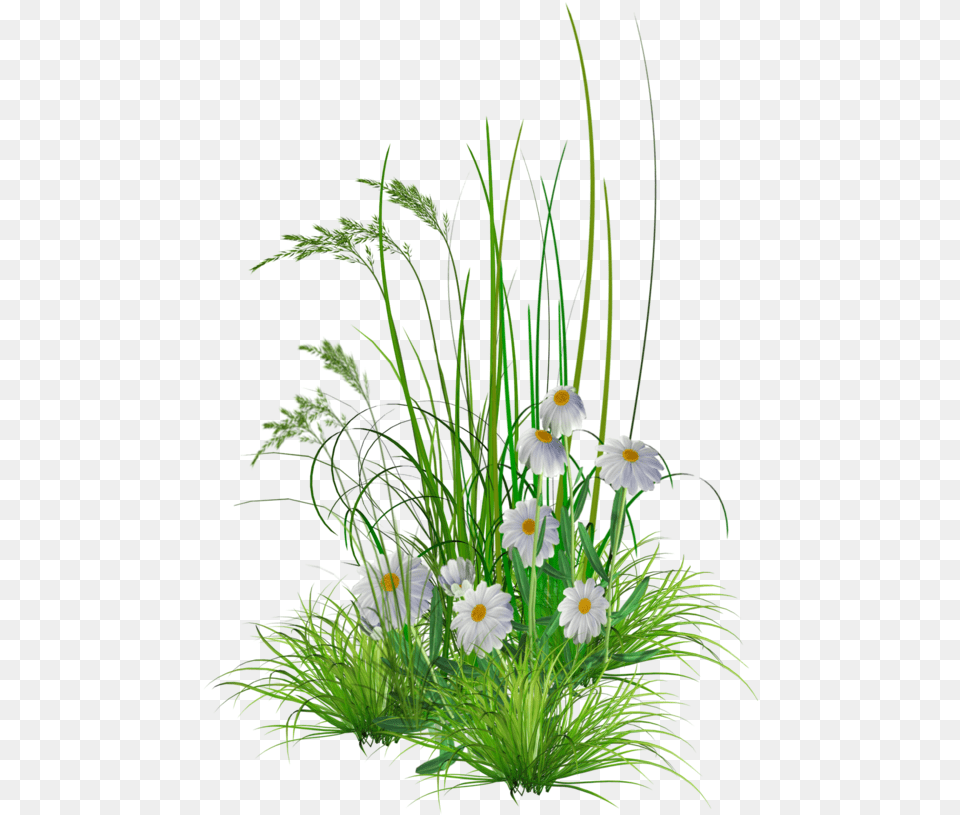 Photos V Garden Flower Grass, Daisy, Flower Arrangement, Flower Bouquet, Plant Free Png Download