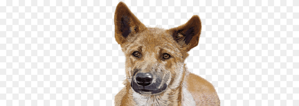 Photoshop Animal, Canine, Dog, Mammal Png