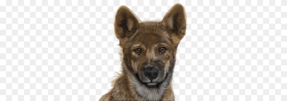 Photoshop Animal, Canine, Dog, Mammal Free Transparent Png