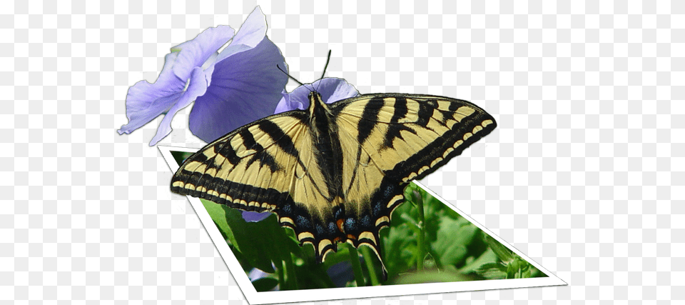 Photoshop 3d Of A Butterfly Papilio Machaon, Flower, Geranium, Plant, Animal Free Png