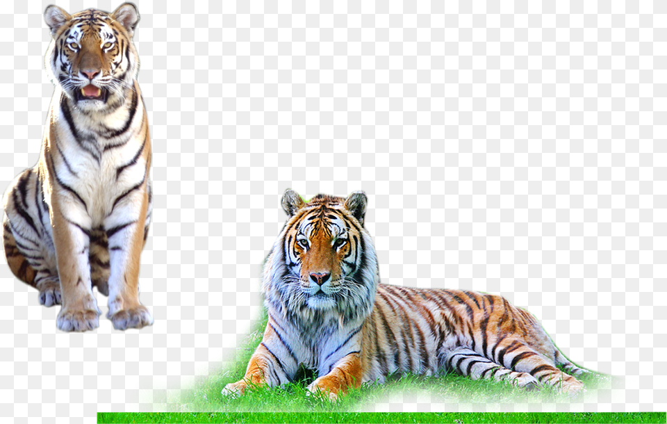 Photoshop Background Hd, Animal, Mammal, Tiger, Wildlife Free Transparent Png