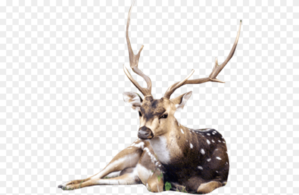Photoshop Backgrounds Templates Images And Desktop Background Giraffe, Animal, Deer, Mammal, Wildlife Free Png Download
