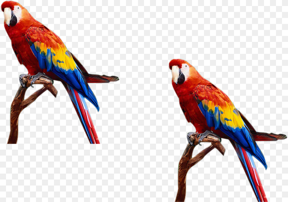 Photoshop Backgrounds Templates Images And Desktop Format Photoshop Background, Animal, Bird, Macaw, Parrot Free Png Download