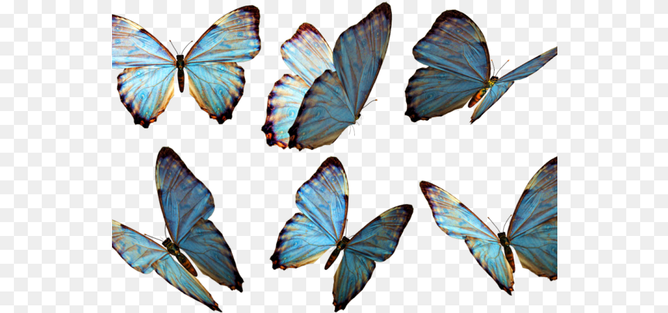 Photoshop Clipart 3d Butterfly Butterfly, Animal, Insect, Invertebrate Free Transparent Png