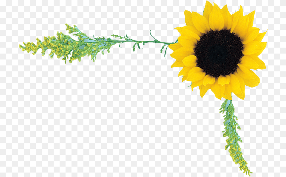 Photoshop Clipart Adobe Photoshop, Flower, Plant, Sunflower Png