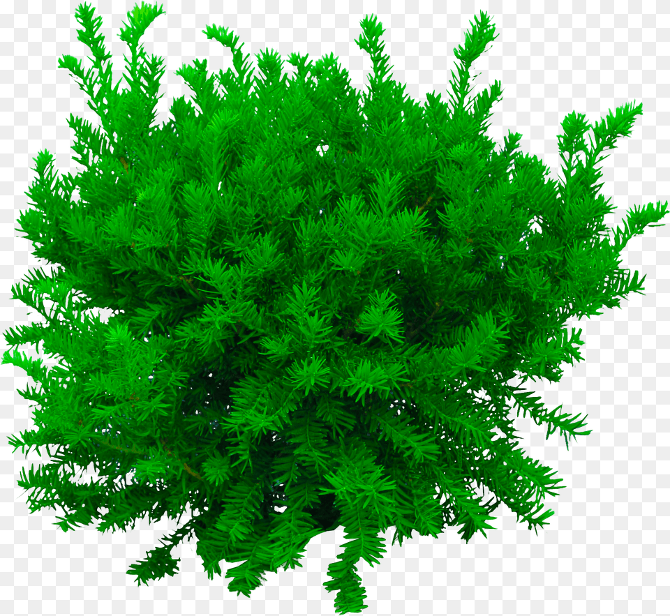 Photoshop Editing Cb Edits Bush Tree, Conifer, Green, Moss, Plant Png Image