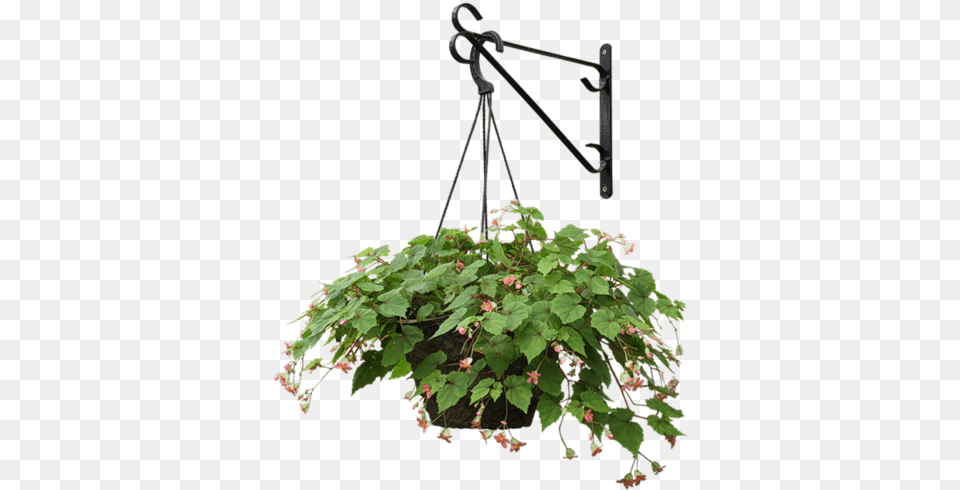 Photoshop Elements Indoor Plants Hanging Plants Hanging Basket Flowers Transparent, Plant, Potted Plant, Leaf, Vine Free Png