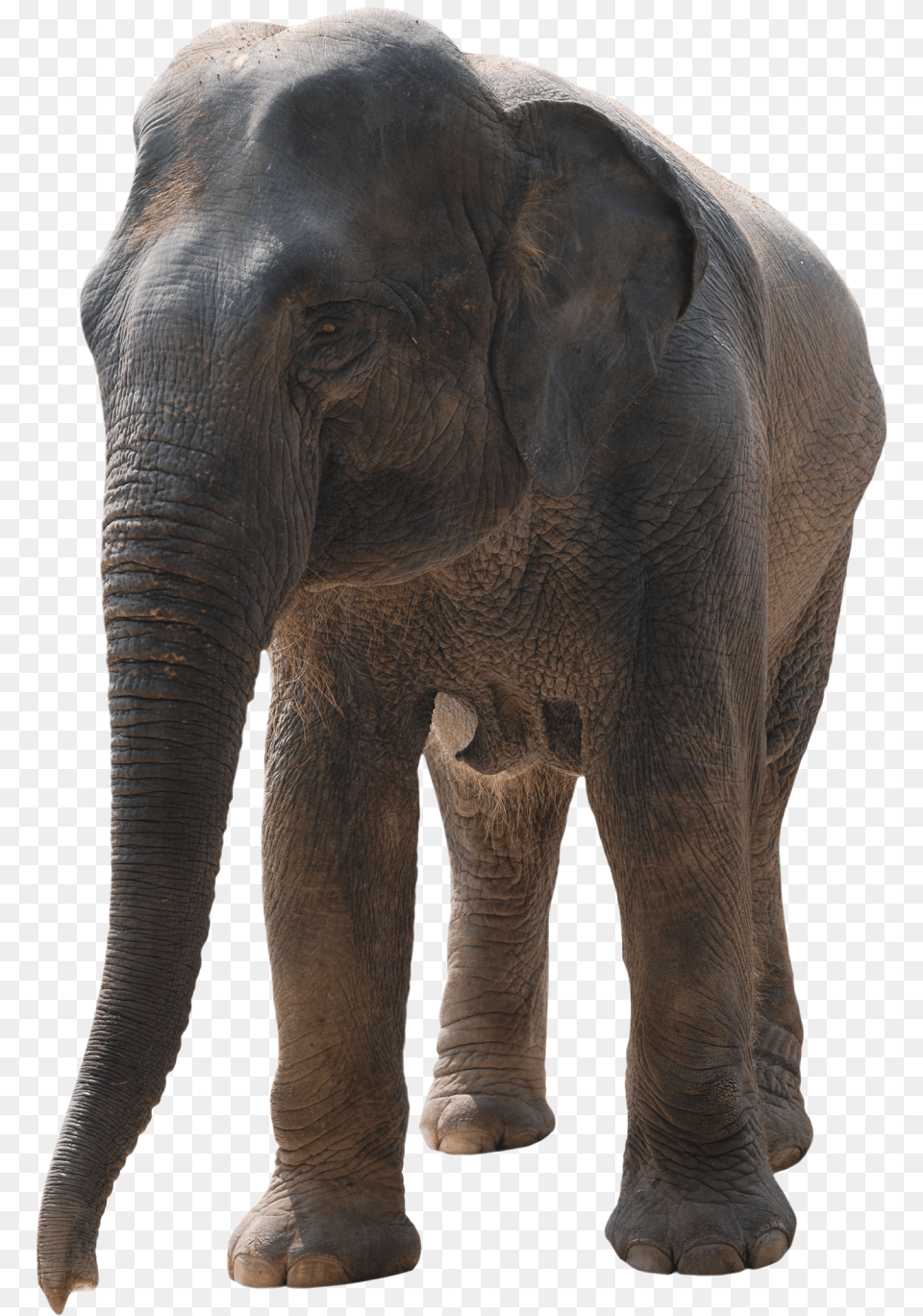 Photoshop Elephant, Animal, Mammal, Wildlife Png