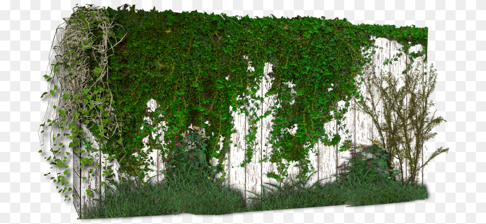 Photoshop Enredadera Vine On Wall, Plant, Ivy, Tree Png Image