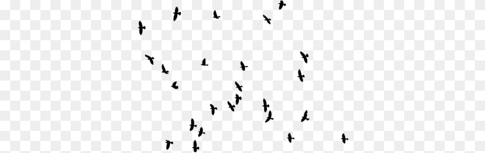 Photoshop Images Cut Out Photoshop Adobe Photoshop Bird Stock, Nature, Night, Outdoors, Lighting Free Transparent Png